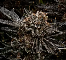 Cannabis Flower