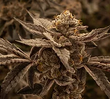 Cannabis Flower