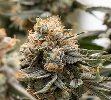 Cannabis Flower