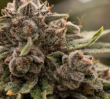 Cannabis Flower