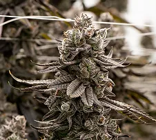 Cannabis Flower