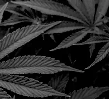 Cannabis Flower
