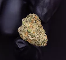 Cannabis Bud