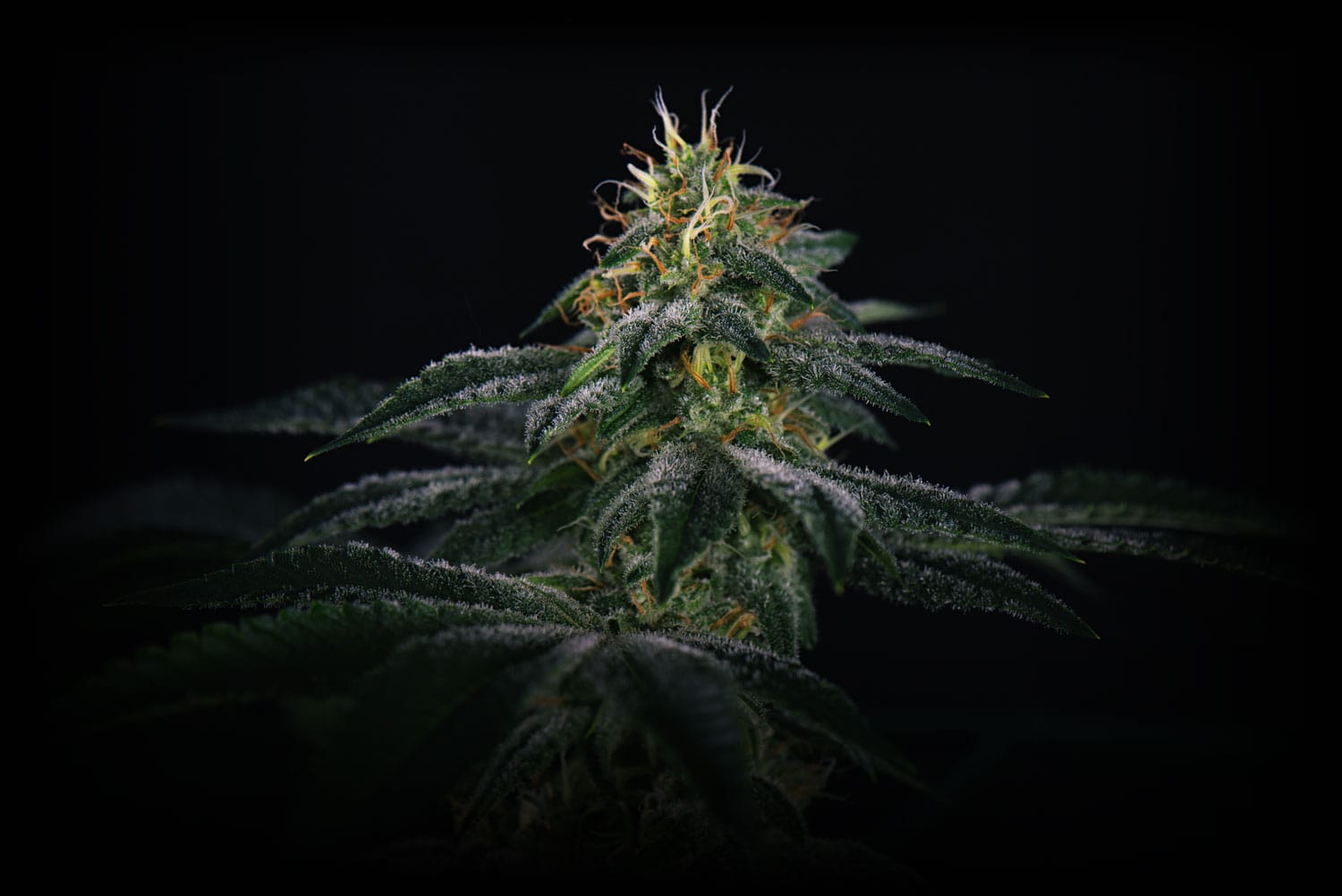 cannabis plant
